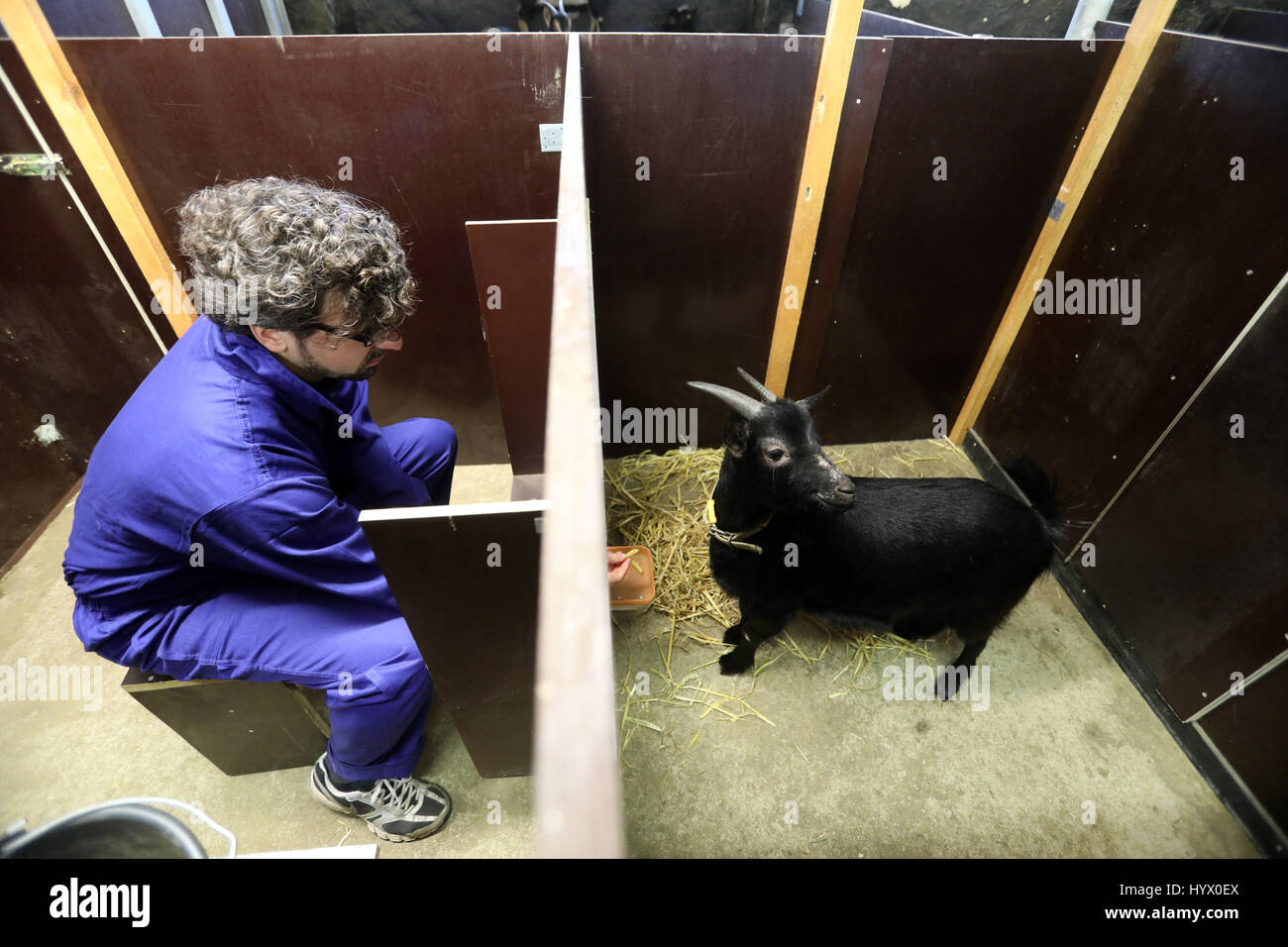 Dummerstorf, Alemania. 7 abr, 2017. Christian Nawroth trabaja con una cabra en el Instituto Leibniz para ganadería biología (FBN) en Dummerstorf, Alemania, el 7 de abril de 2017. Los científicos quieren investigar la capacidad de aprendizaje de la ganadería en un proyecto de tres años. Foto: Bernd Wüstneck/dpa-Zentralbild/dpa/Alamy Live News Foto de stock