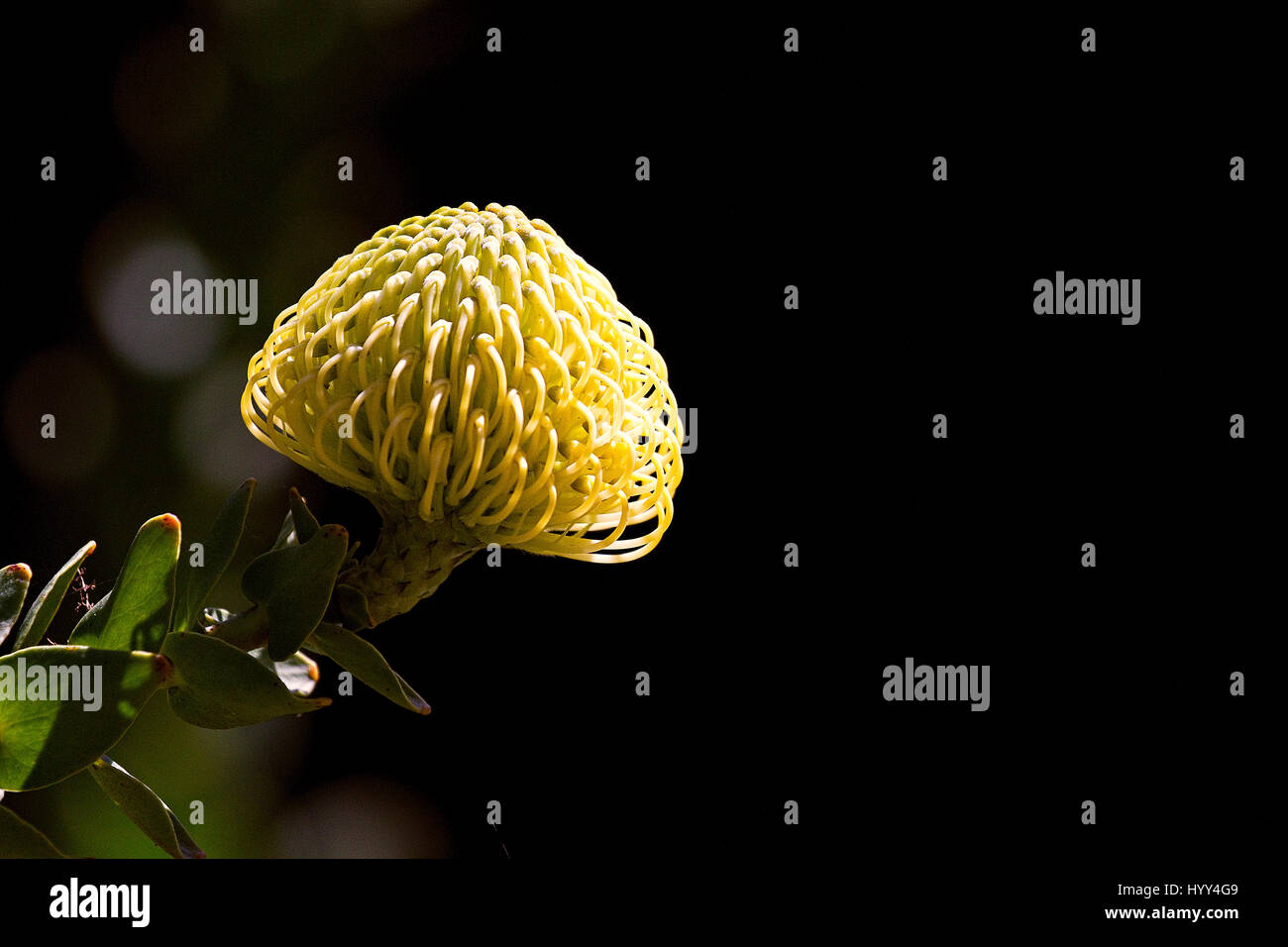 Espermatofitas fotografías e imágenes de alta resolución - Alamy