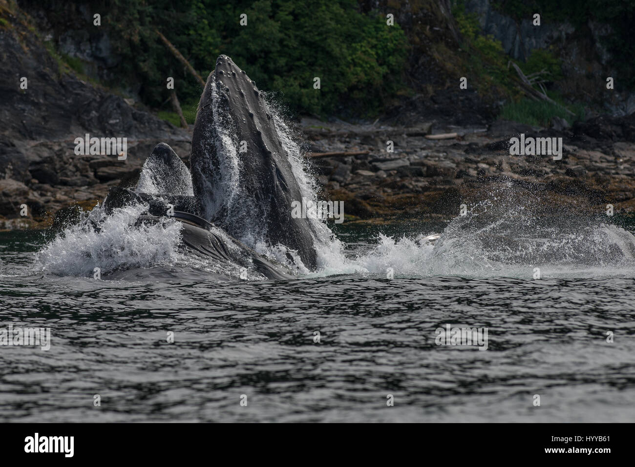 ALASKA, EE.UU.: Las ballenas jorobadas para alimentar la red de burbujas. Espectaculares imágenes de ballenas jorobadas apareciendo para asemejarse a la cordillera como alimentación de red de burbujas que han sido capturados. La increíble serie de fotografías muestran cómo el 34-tonelada ballenas submarina de buceo para cazar su cena de arenque y haga resurgir a digerir rápidamente sus capturas antes de que el pescado puede hacer una escapada. En otra foto, un barco de pescadores ver el espectáculo. Otra imagen muestra un pico de jorobada desaparecen en lo alto de las nubes. Este asombroso encuentro fue capturado por el artista y fotógrafo americano, Scott Methvin (58) en el sur Foto de stock