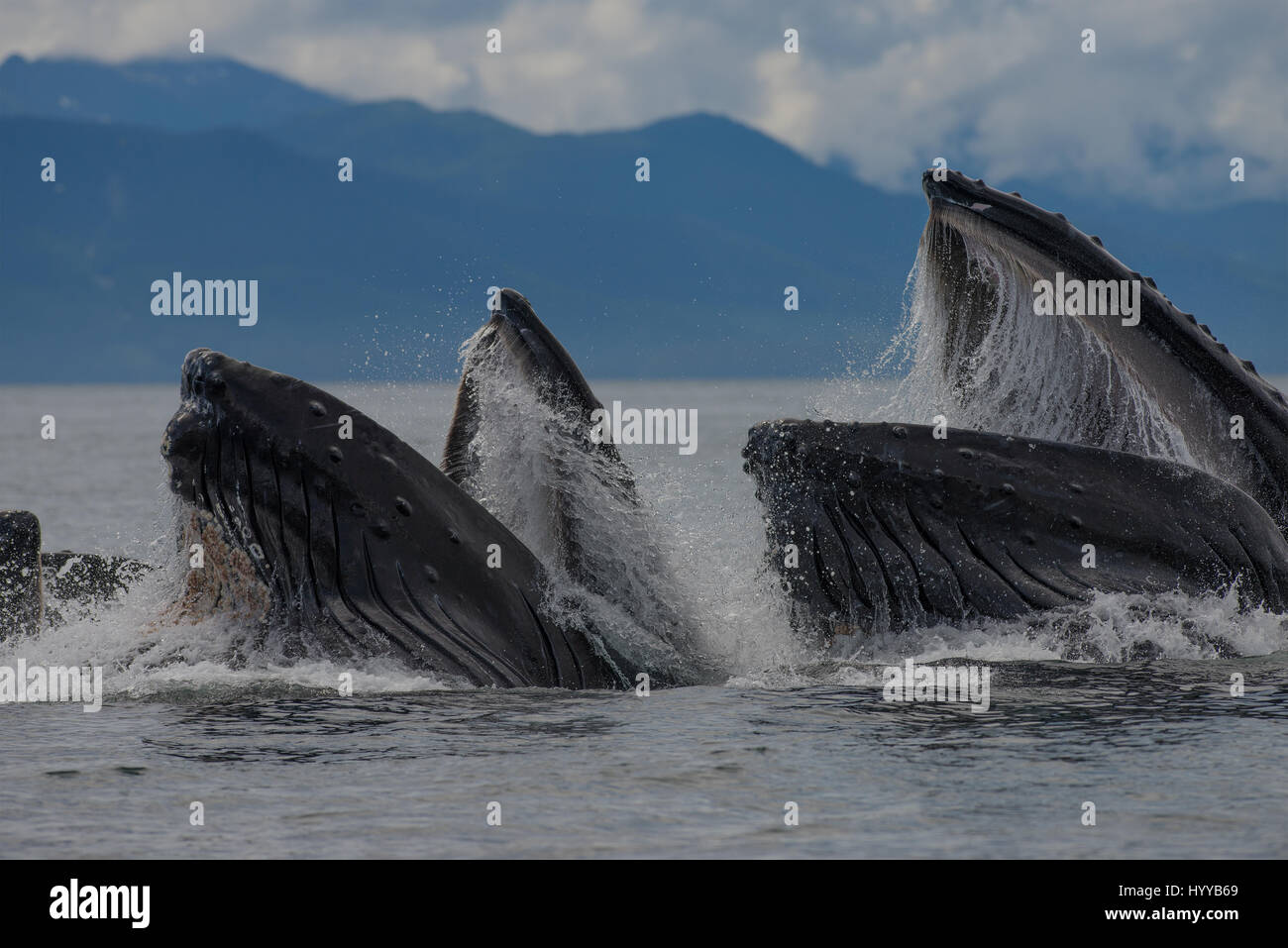 ALASKA, EE.UU.: Las ballenas jorobadas para alimentar la red de burbujas. Espectaculares imágenes de ballenas jorobadas apareciendo para asemejarse a la cordillera como alimentación de red de burbujas que han sido capturados. La increíble serie de fotografías muestran cómo el 34-tonelada ballenas submarina de buceo para cazar su cena de arenque y haga resurgir a digerir rápidamente sus capturas antes de que el pescado puede hacer una escapada. En otra foto, un barco de pescadores ver el espectáculo. Otra imagen muestra un pico de jorobada desaparecen en lo alto de las nubes. Este asombroso encuentro fue capturado por el artista y fotógrafo americano, Scott Methvin (58) en el sur Foto de stock