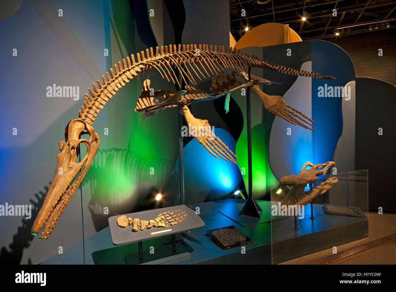 El esqueleto del plesiosaurio (Trinacromerum polycotylid kirki), museo de Manitoba, Winnipeg, Manitoba, Canadá Foto de stock