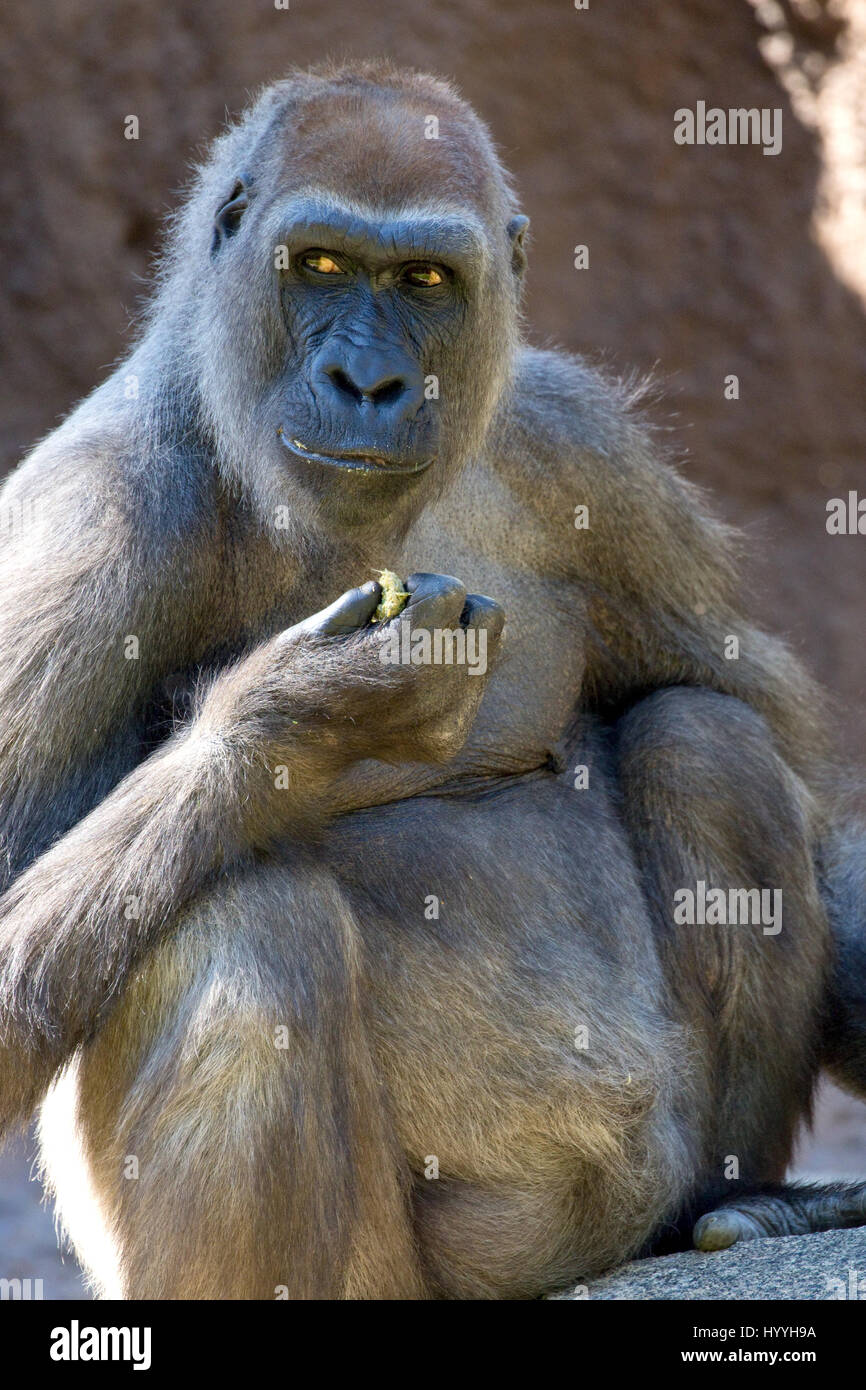 Las tierras bajas occidentales - Gorila gorila gorila gorila, cautiva Foto de stock