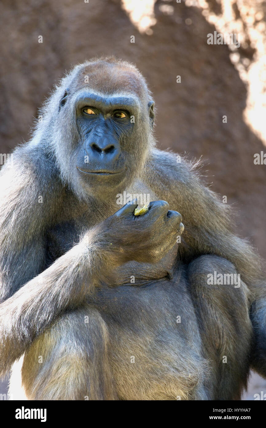 Las tierras bajas occidentales - Gorila gorila gorila gorila, cautiva Foto de stock