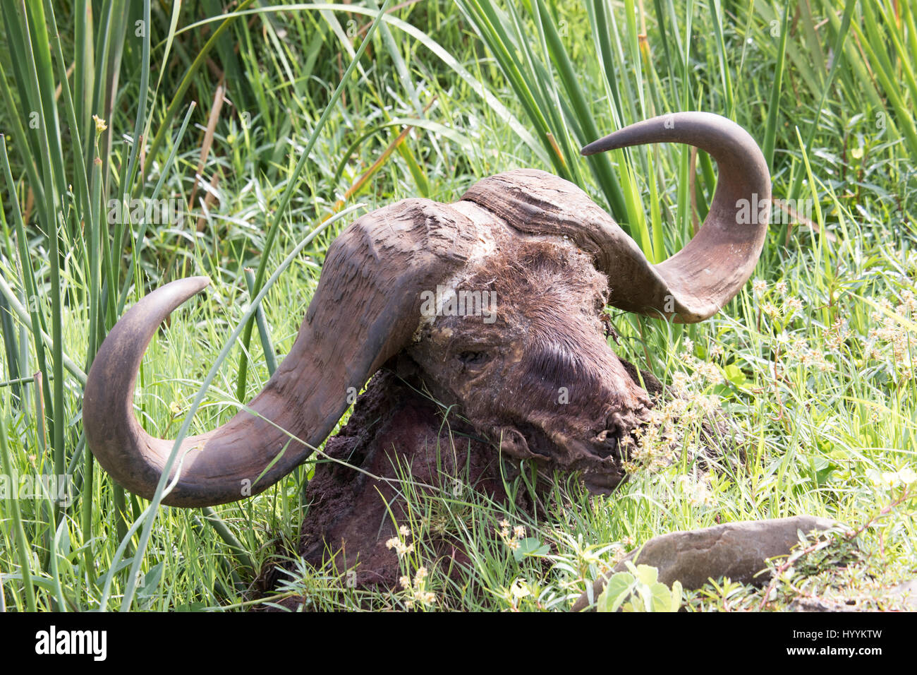 Cráneo de búfalo del cabo muerto en el Parque Nacional Lago Manyara, Tanzania, África. Foto de stock