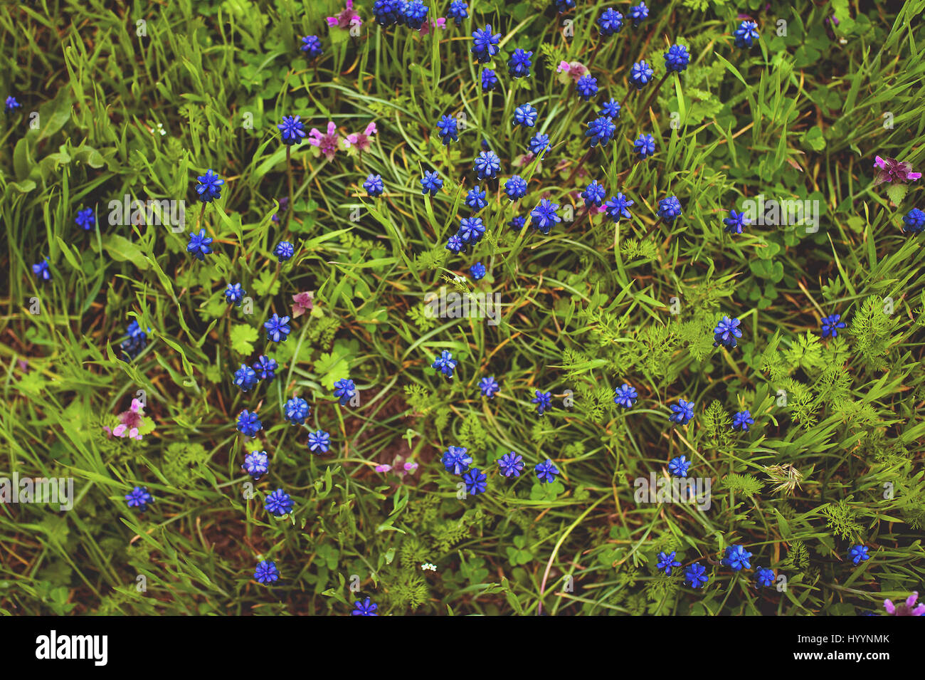 Flores de color azul o Jacinto Muscari murino brotes y hojas. Foto de stock