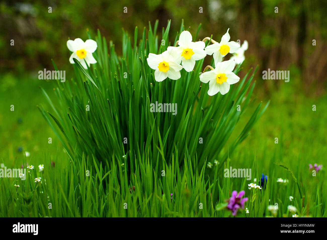Narcisos blanca flor en el jardín sobre un fondo de hierba verde Foto de stock