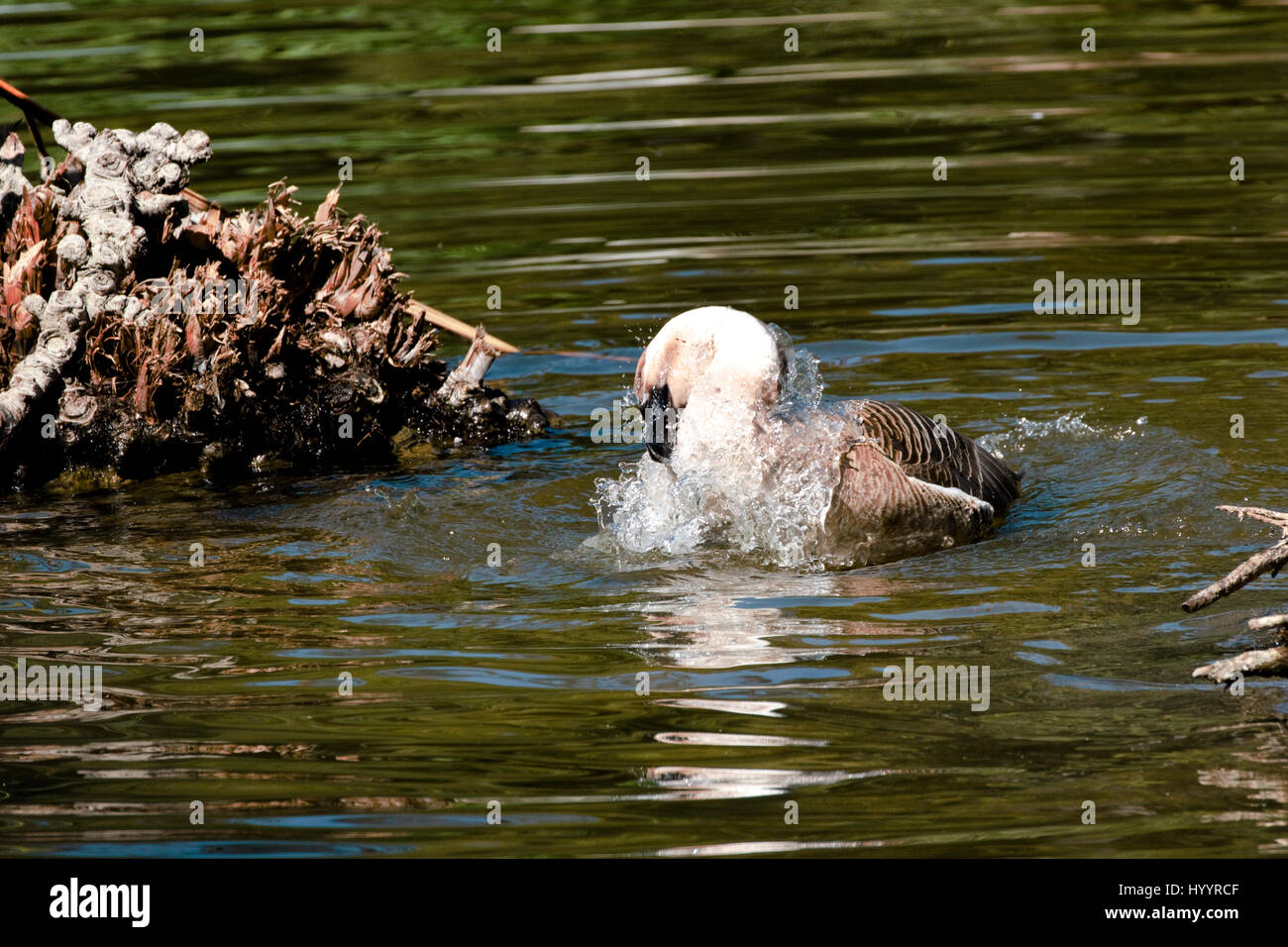 Swan Goose - Anser cygnoides Foto de stock