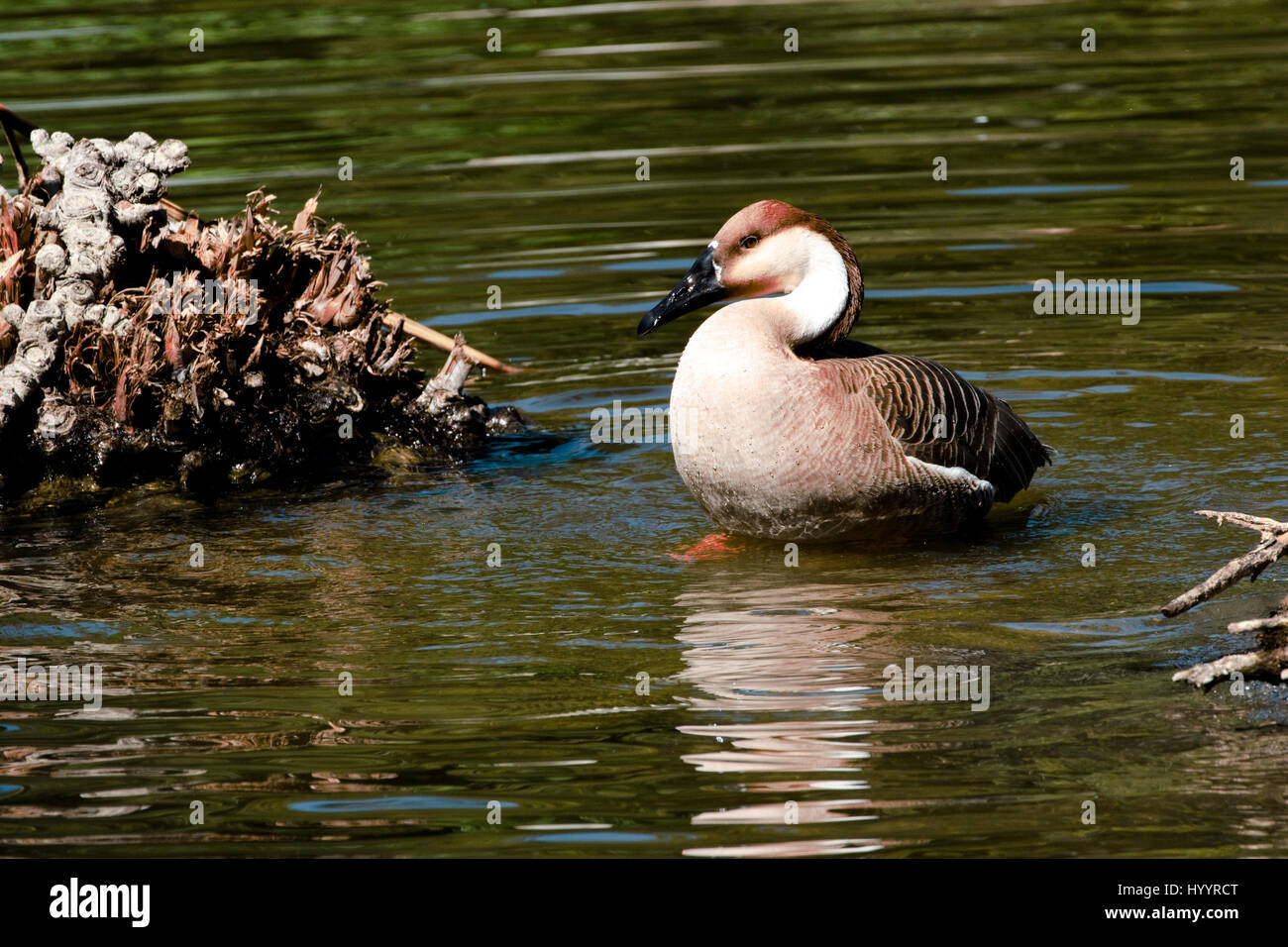Swan Goose - Anser cygnoides Foto de stock