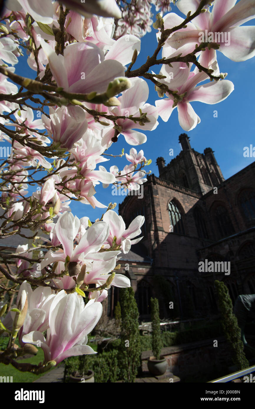 Ciudad de Chester, Inglaterra. Un muelle vista del jardín del claustro de la Catedral de Chester. Foto de stock