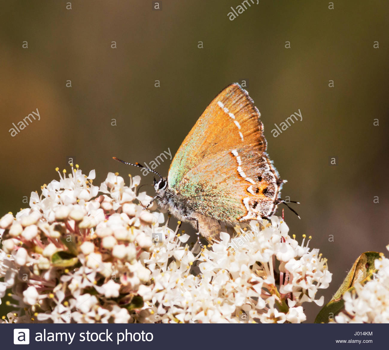 Siva Juniper Hairstreak, Callophrys gryneus siva, Mitoura gryneus siva, Mariposa , de flores blancas en Arizona Foto de stock