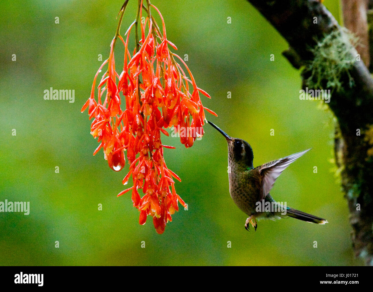 Colibrí en vuelo en una flor. Ecuador. Un bosque tropical. Una excelente ilustración. Foto de stock