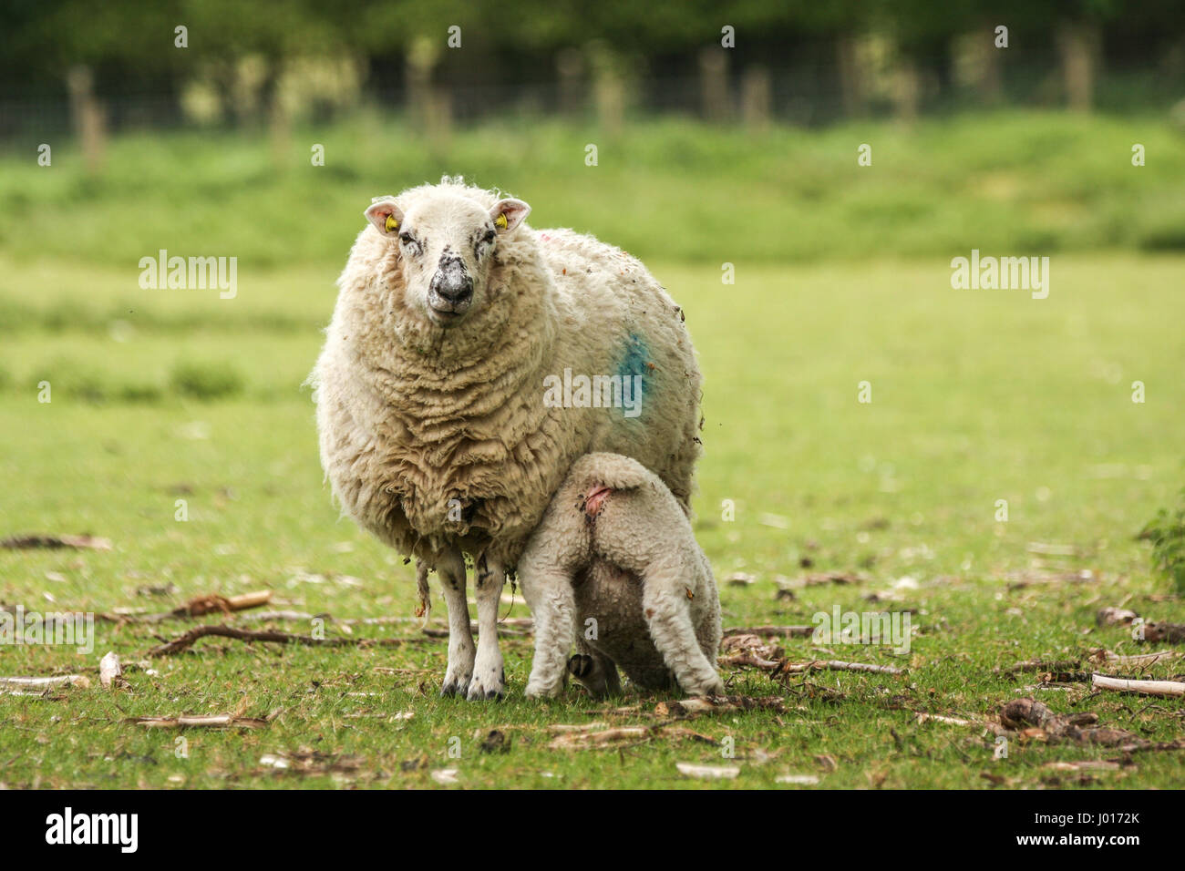 Cordero lechal de su madre fuera en un campo de hierba verde en Inglaterra Foto de stock