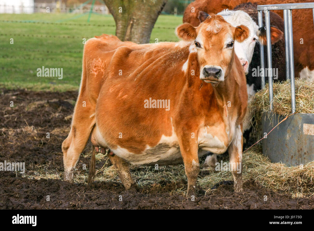Brown bastante vaca Jersey fuera en una granja de Inglaterra, Reino Unido Foto de stock