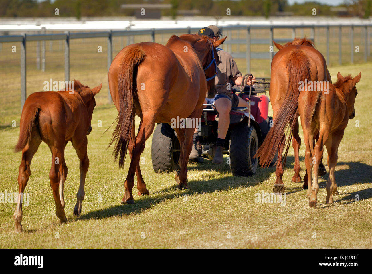 Los caballos de carreras de pura sangre en formación en un criadero. Foto de stock