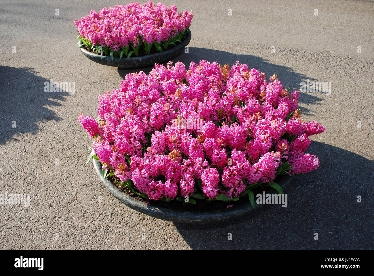 Rosa Jacinto (Hyacinthus) crecimiento de las plantas en maceta de 