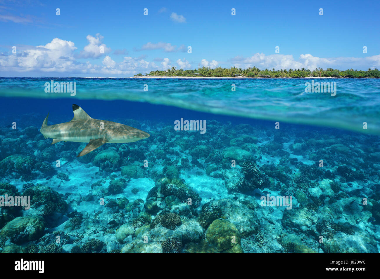 Por encima y por debajo de la superficie del mar con una isla y un tiburón bajo el agua, pase de Tiputa, el atolón de Rangiroa, Tuamotu, en la Polinesia francesa, Océano Pacífico Foto de stock