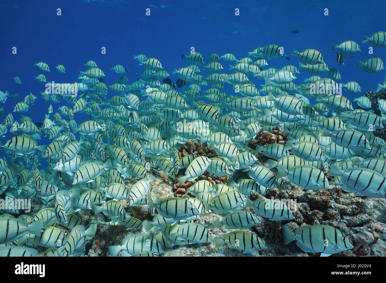 Escuela de peces tropicales del océano Pacífico subacuática, condenar el Pez Cirujano Acanthurus triostegus, Tuamotu, Rangiroa, Polinesia Francesa Foto de stock