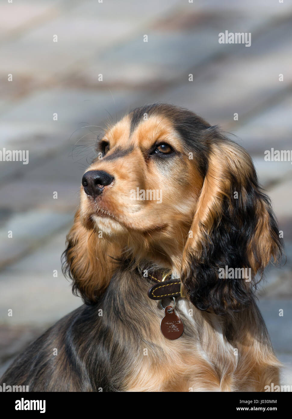 Hembra de color Sable Show Inglés cachorro Cocker Spaniel, de edades  comprendidas entre los cuatro meses Fotografía de stock - Alamy