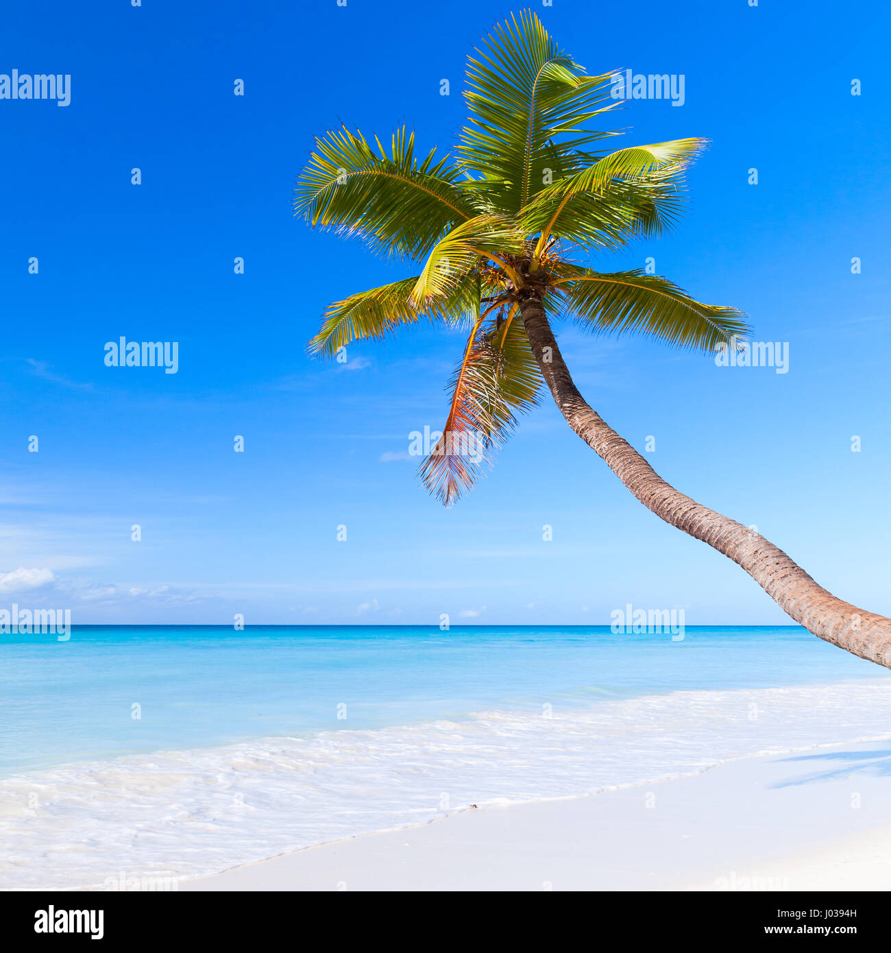 Mar Caribe, República Dominicana, isla Saona. Palmera crece sobre arena blanca de la playa Foto de stock