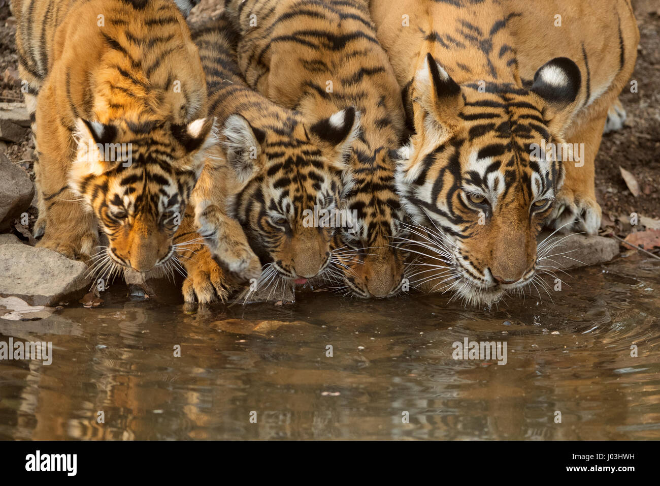 Los tigres de Bengala (Panthera tigris tigris), tigresa con cachorros jóvenes de beber agua de un pequeño estanque, Parque Ranthambhore de stock Alamy