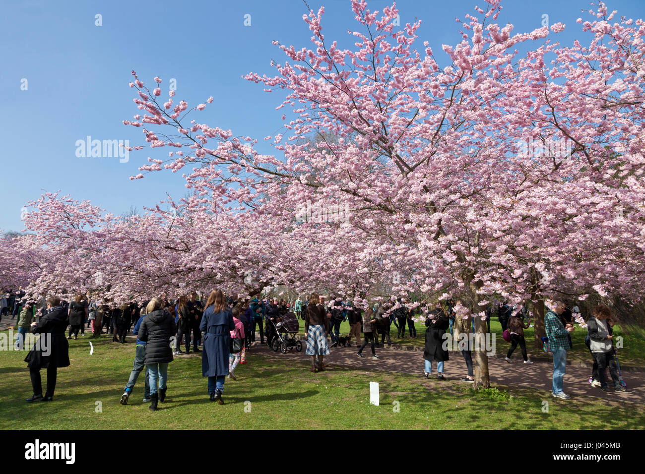 La Flor de Cerezo en Avenida Cementerio Bispebjerg de Copenhague, Dinamarca, ha visto un boom de visitantes y se ha convertido en muy popular en los últimos años. Foto de stock