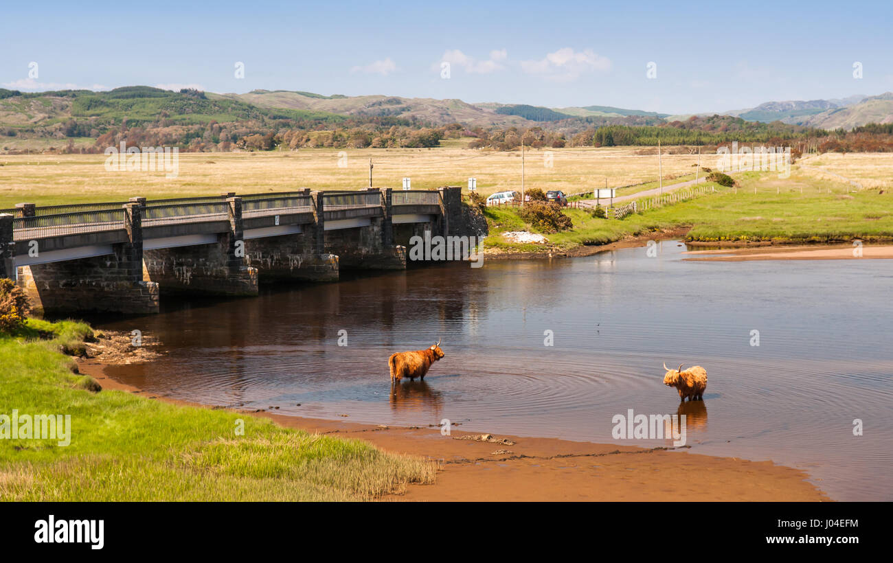 Largo-haired Highland ganado se enfríe en un estuario en Crinan marismas en Argyll en el South West Highlands de Escocia. Foto de stock