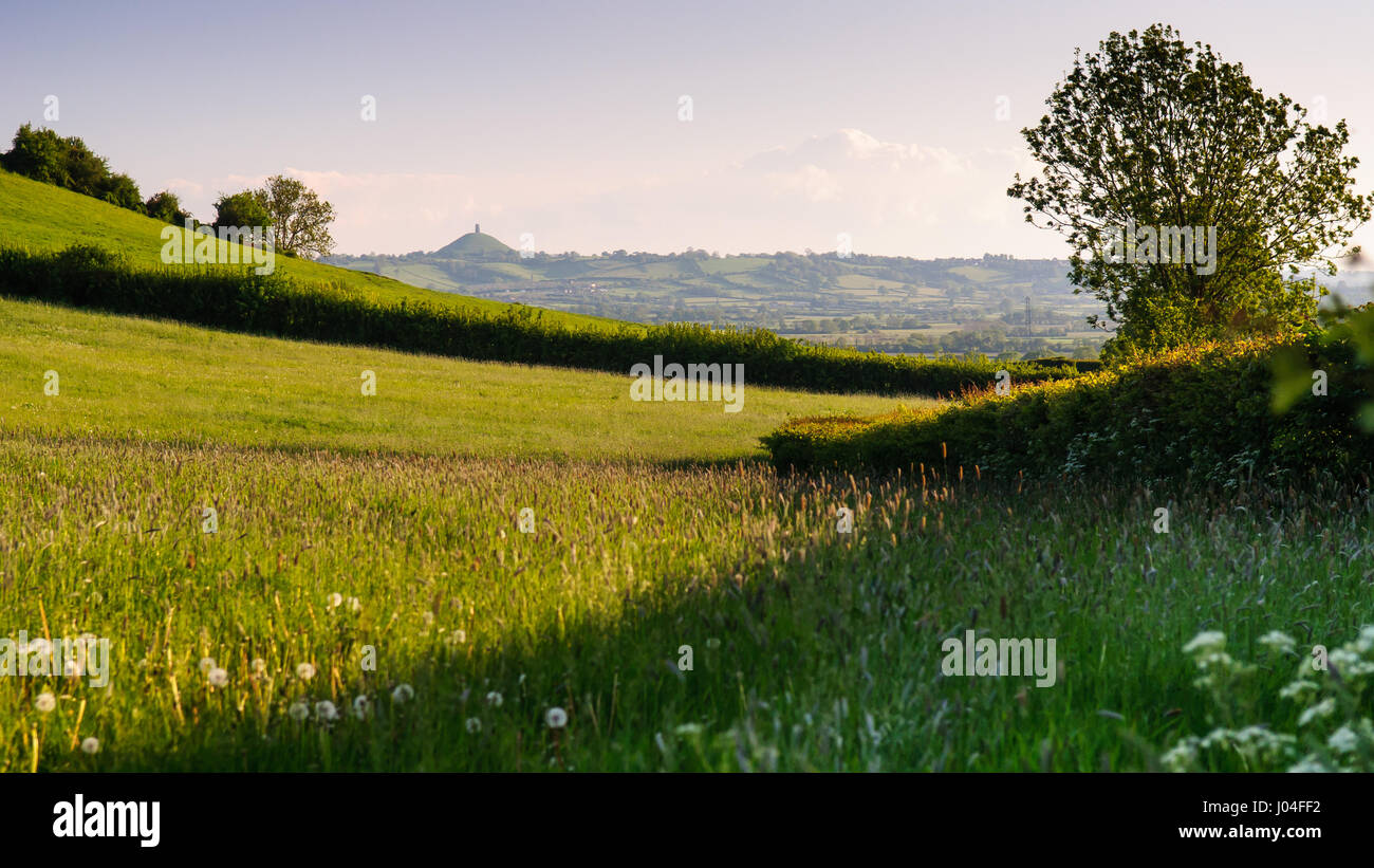 Glastonbury Tor se levanta sobre los campos de pastoreo de Inglaterra niveles de Somerset. Foto de stock