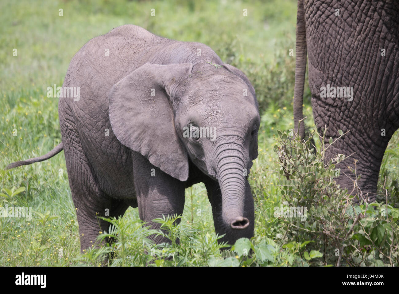 Elefante Yount ternero pastan en cráter del Ngorongoro, Tanzania, África. Foto de stock