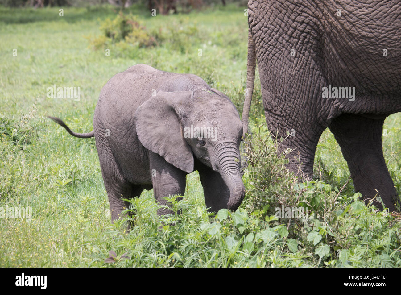 Elefante Yount ternero pastan en cráter del Ngorongoro, Tanzania, África. Foto de stock