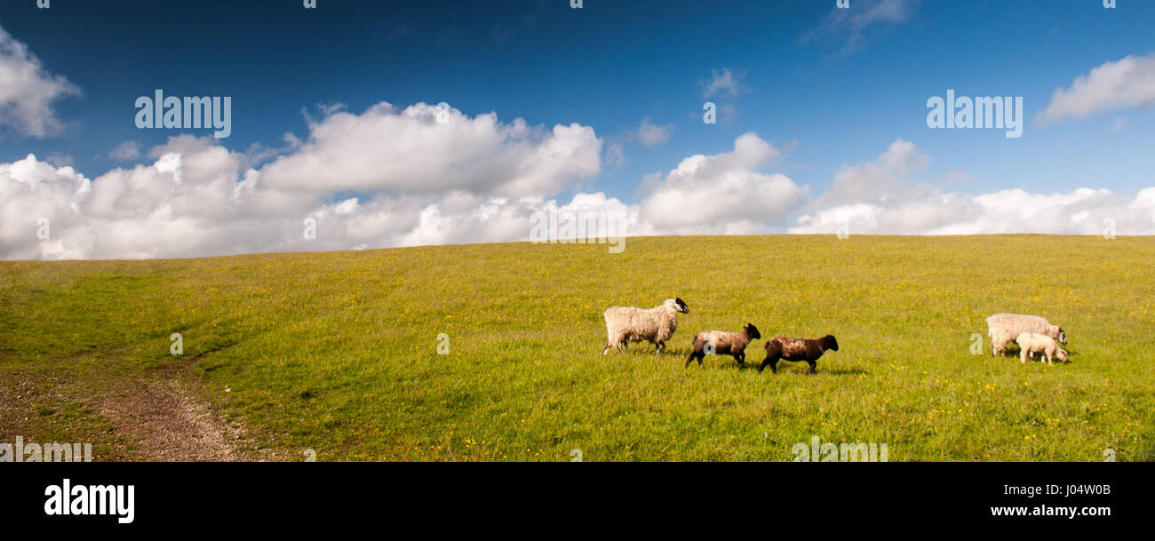La oveja negra de la familia fotografías e imágenes de alta resolución