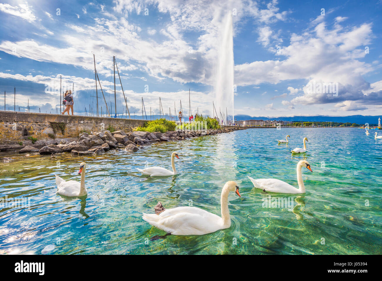 Hermosa vista panorámica de los cisnes en el lago de Ginebra con el famoso Jet d'Eau fuente de agua en el fondo en un día soleado de verano, Ginebra, Suiza. Foto de stock