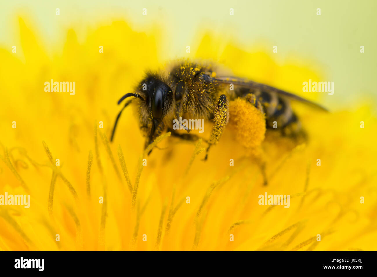 Cerca de una abeja de miel (Apis mellifera) recogiendo polen de un diente de león (Taraxacum officinale) Foto de stock