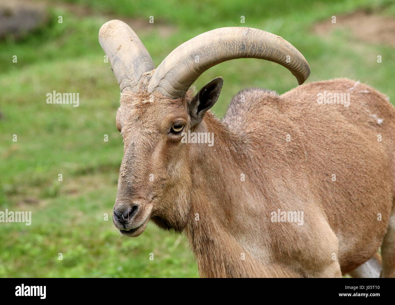 Norte africano macho de Berbería (Ammotragus lervia) de ovejas Foto de stock