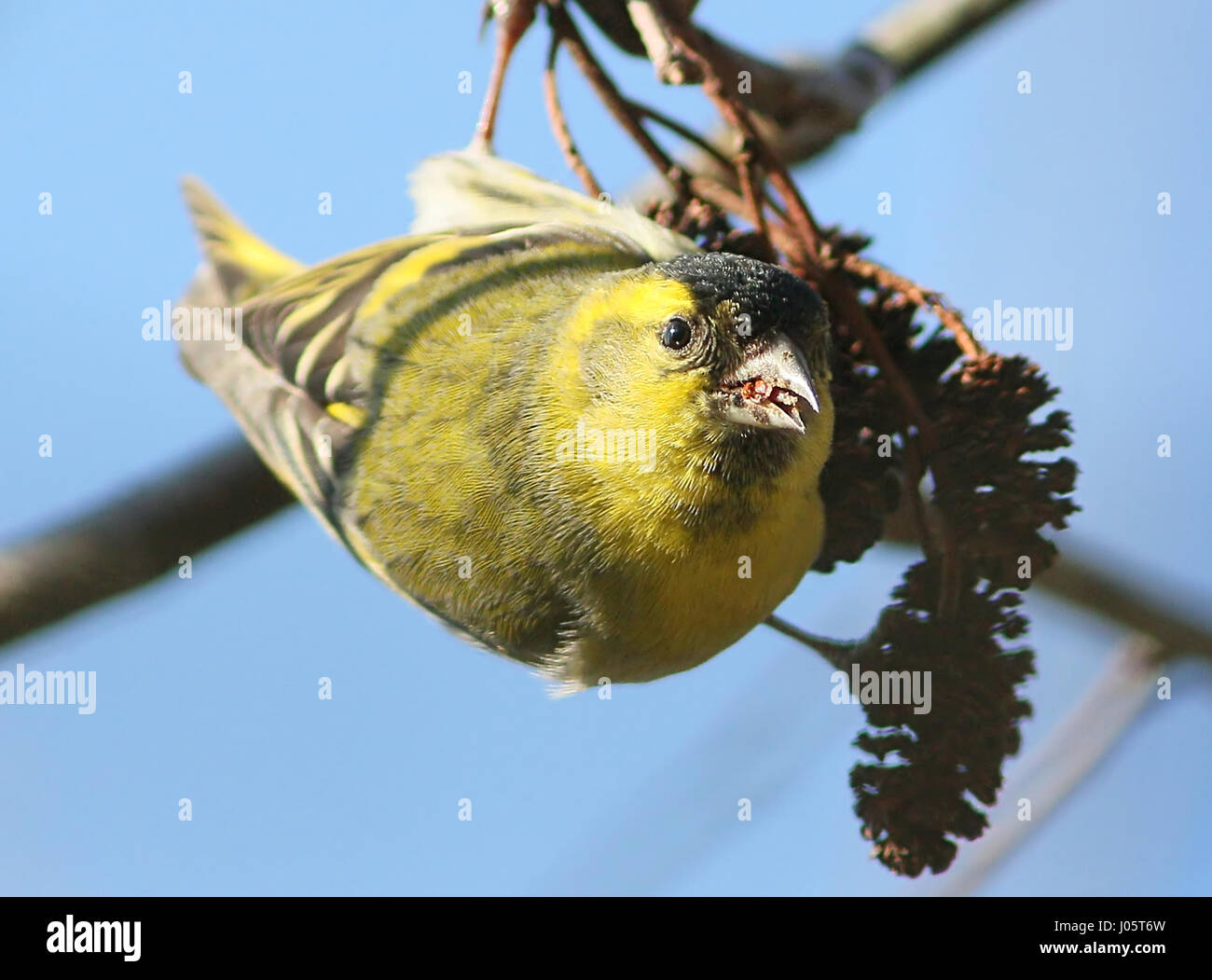 Macho de forrajeo siskin euroasiático (Carduelis spinus). Foto de stock