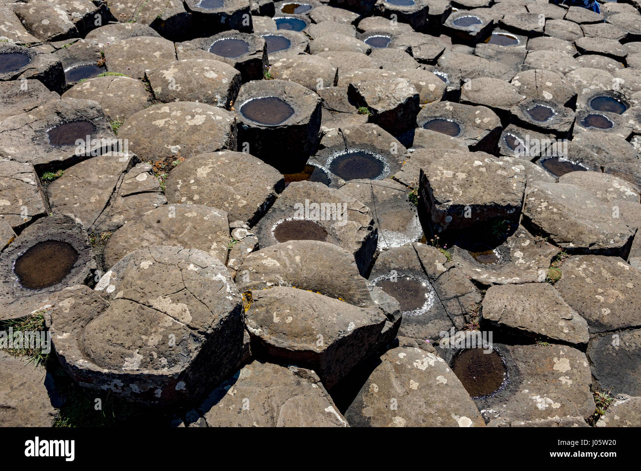 Los polígonos de basalto en el Giant's Causeway, Costa Causeway, Condado de Antrim, Irlanda del Norte, REINO UNIDO Foto de stock