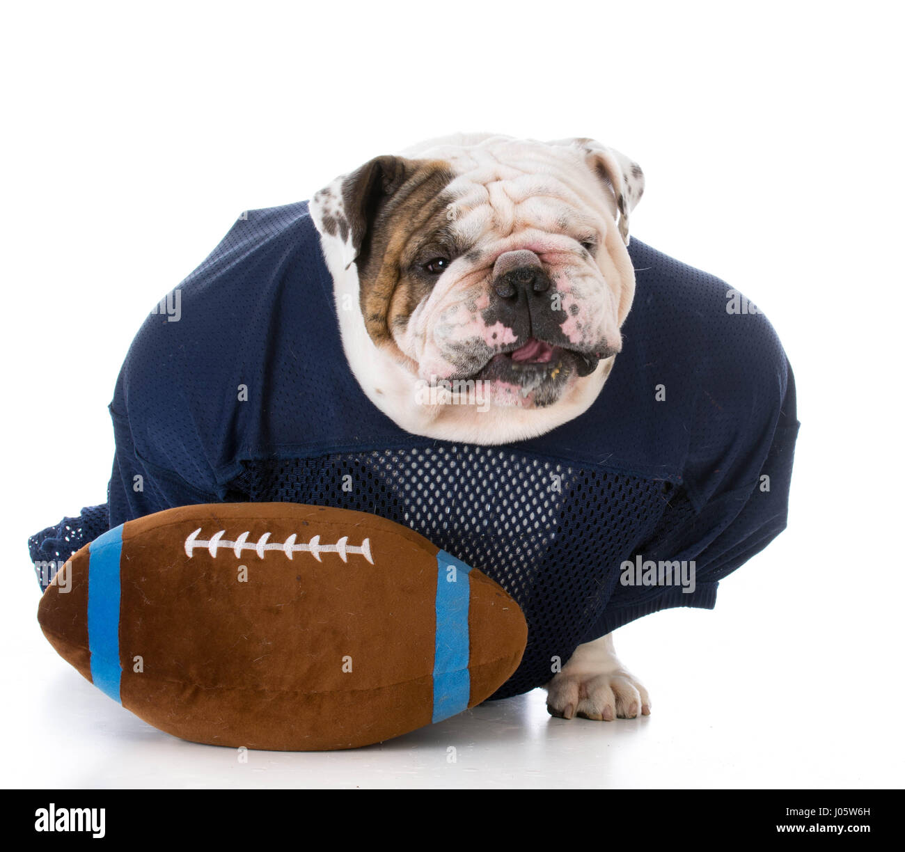 Perro vestido como un jugador de fútbol americano con una mala actitud  Fotografía de stock - Alamy