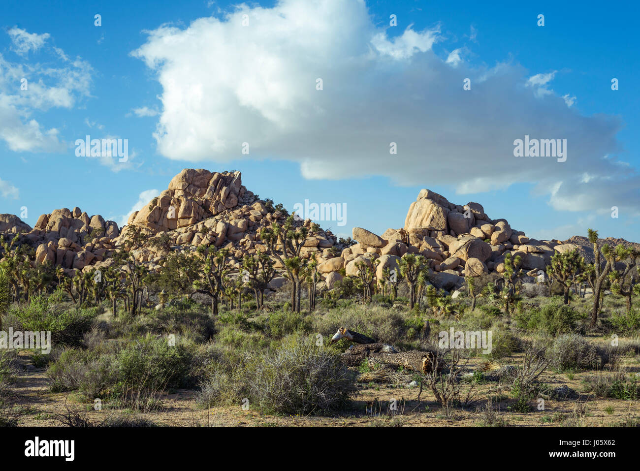 El paisaje desierto, el Parque Nacional Joshua Tree, California, USA. Foto de stock