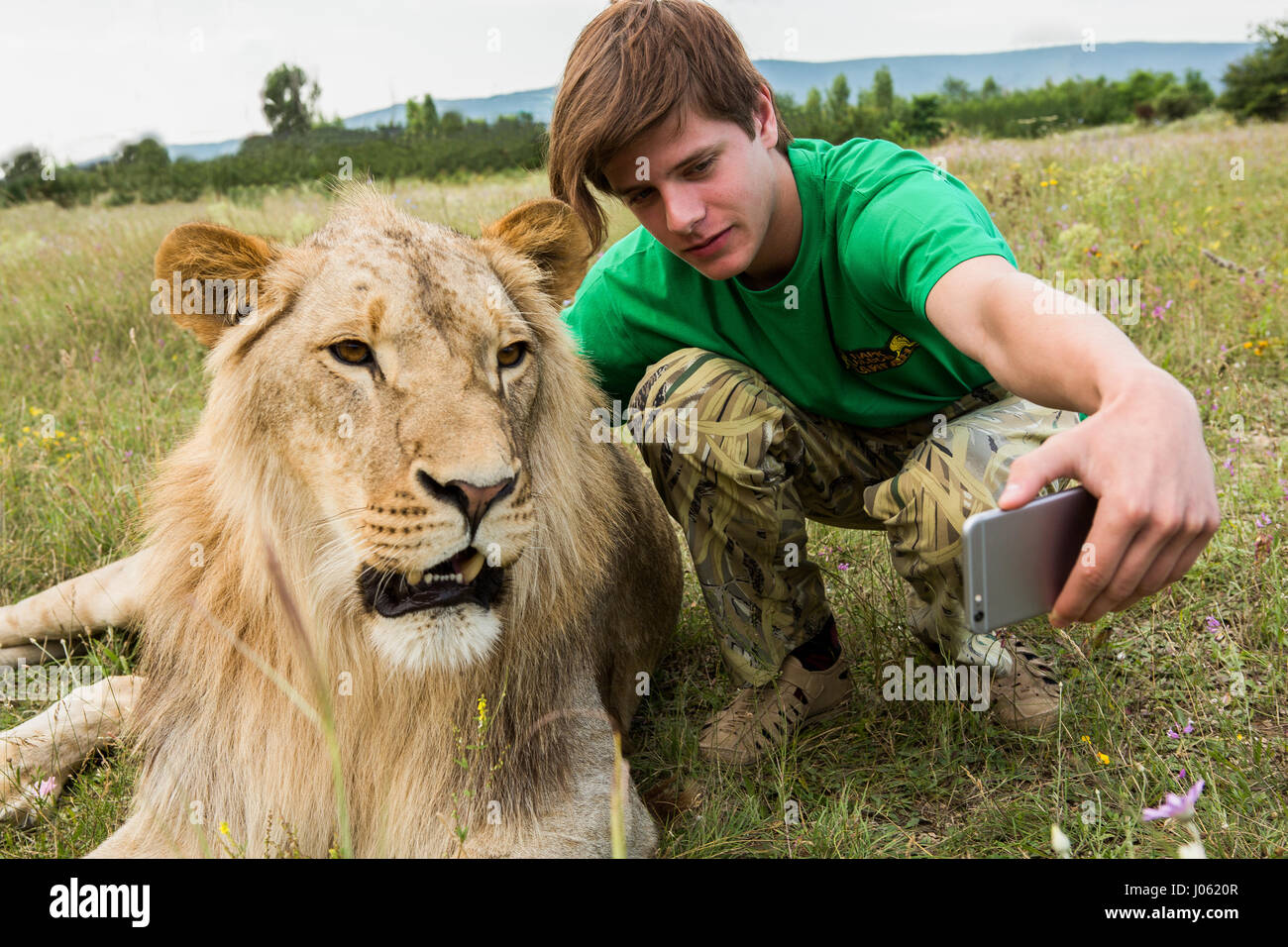 Un león posa para la cámara. Imágenes impresionantes mostrando feroces  leones e intrépido hombre sentado en la parte superior de uno al otro en un  campo han sido capturados por un sorprendido