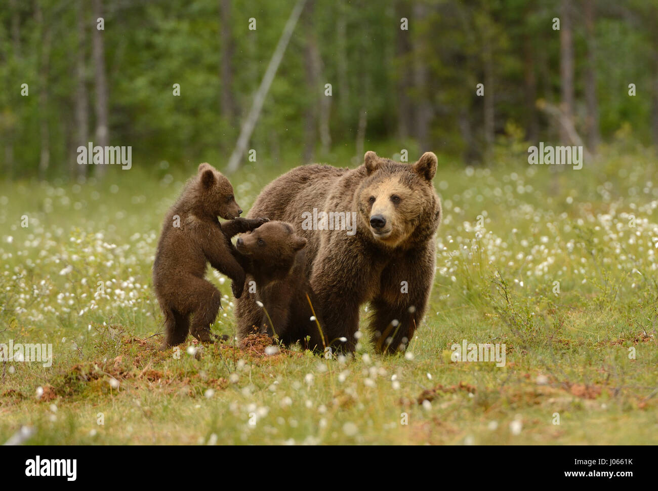 Linda Brown Bear Cubs han sido capturados luchando el uno con el otro como  su orgullosa mamá mira. Las imágenes muestran el adorable lleva dando  tumbos y dando tumbos a medida que