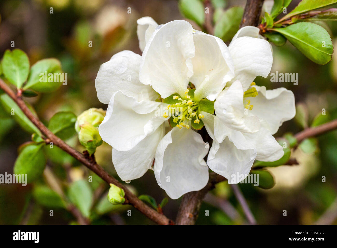 Floración quince Chaenomeles Jet trail en un jardín Flores blancas Foto de stock