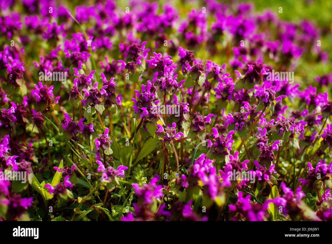 Tomillo silvestre Thymus serpyllum . Un denso grupo de flores púrpura de esta hierba aromática de la familia Lamiaceae Foto de stock