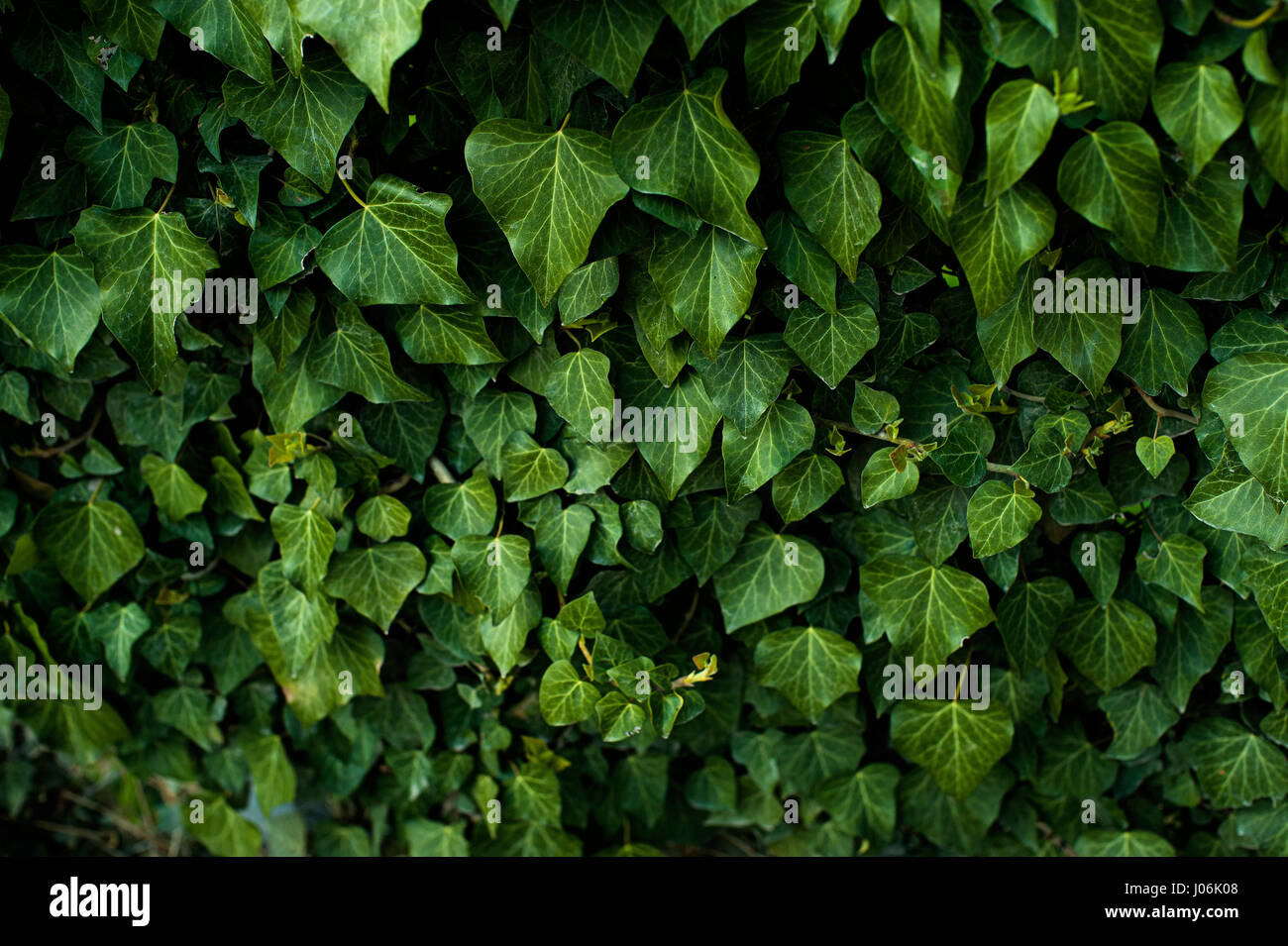 Follaje verde oscuro de una planta saludable con hojas dentadas relucientes. Low Key, fondo horizontal o banner. Foto de stock
