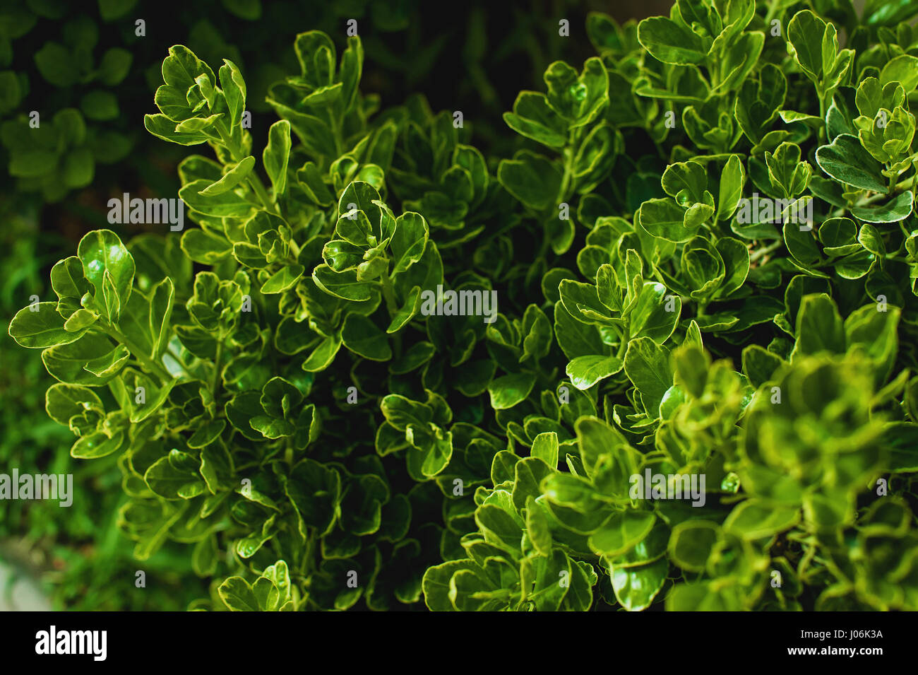 Diseño creativo de hojas verdes. Sentar planas. Antecedentes de la naturaleza Foto de stock
