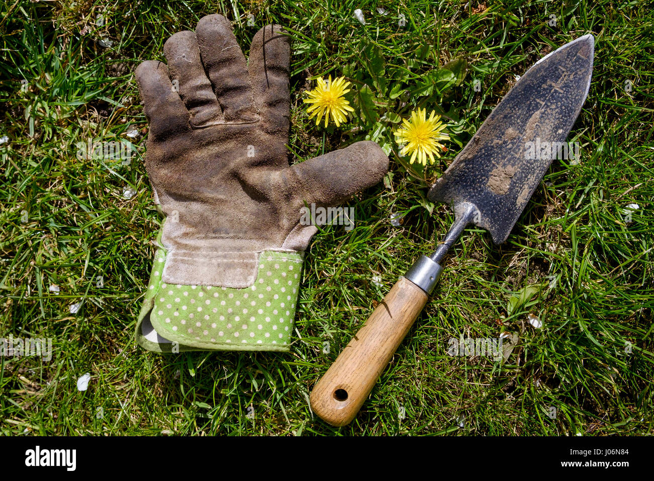 Un guante de jardín más sucio y un jardín paleta utilizada para el desmalezado se muestren en un césped infestados con el diente de león (Taraxacum) malezas Foto de stock