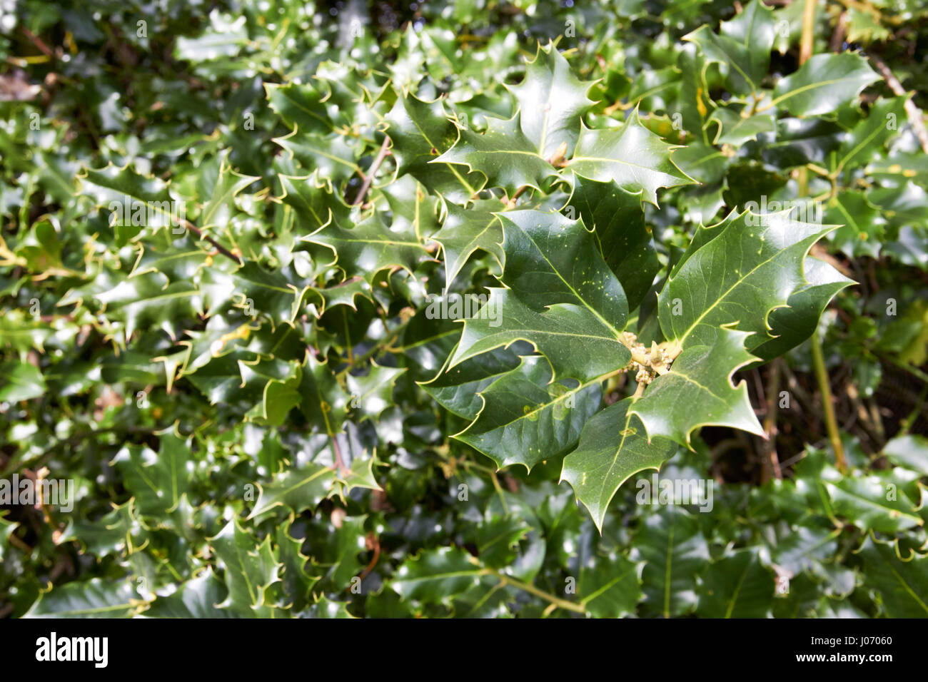 Plantas con hojas puntiagudas fotografías e imágenes de alta resolución ...