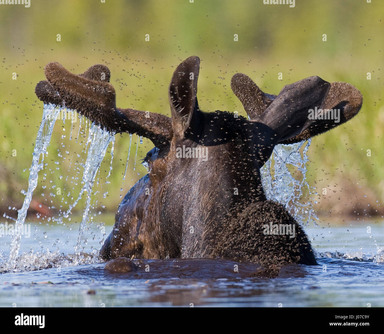 ONTARIO, CANADÁ: Estos MOOS-IVE 1.500 libras bestias lucen como testosterona  alimentado burros cuando no tienen astas. Un gran hombre o toro puede verse  mirando bastante gruñón mientras refrescarse en el agua, frenéticamente