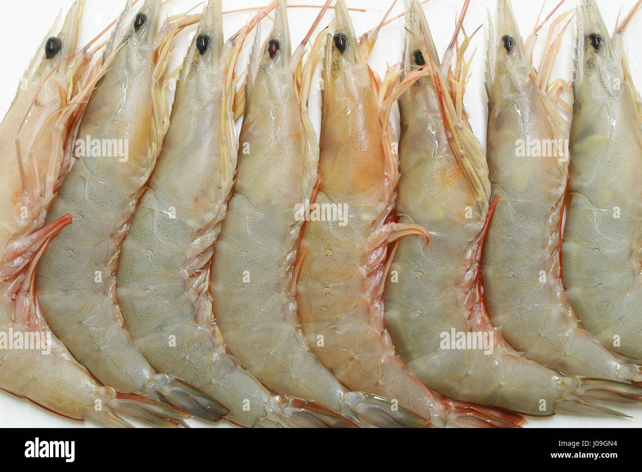 Camarón fresco del mar tropical en Tailandia,economía pesquería comercial de animales acuáticos. Foto de stock