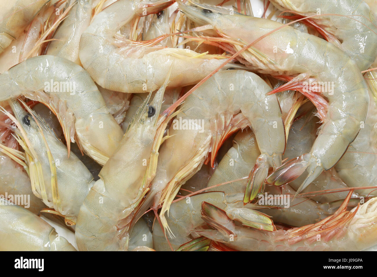 Camarón fresco del mar tropical en Tailandia,economía pesquería comercial de animales acuáticos. Foto de stock