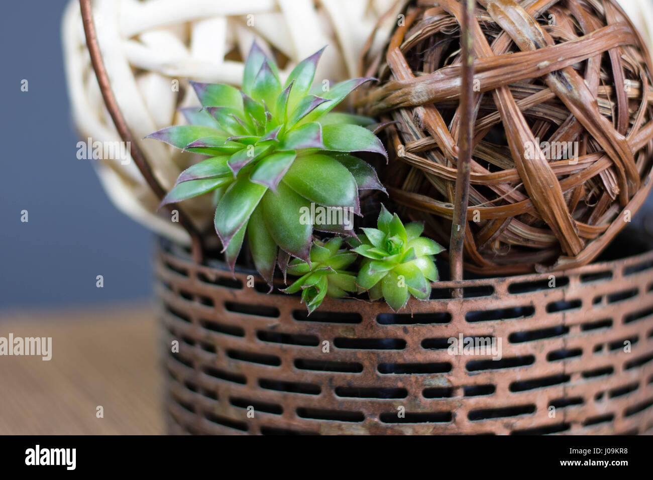 Suculenta decorativa central Foto de stock