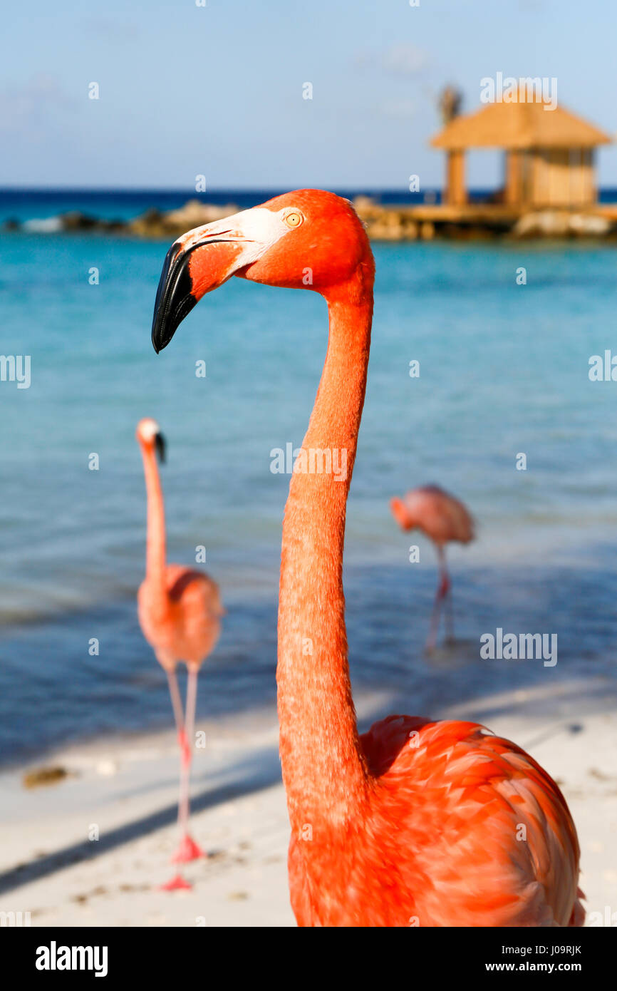 Las mejores playas de Aruba: Playa Flamingo del Hotel Renaissance Foto de stock